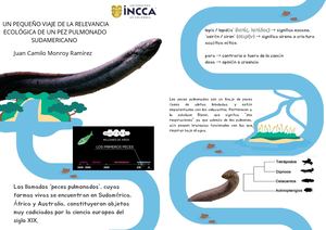 Revisión Taxonómica De Lepidosiren Paradoxa Relevancia Ecológica De Un Pez Pulmonado Sudamericano