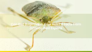 Can Bed Bugs Live in Your Hair? 4 Facts From Orlando Pest Experts