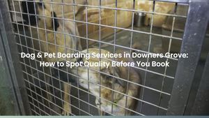 Dog & Pet Boarding Services in Downers Grove: How to Spot Quality Before You Book