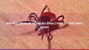 Bed Bug Bites vs Mosquito Bites | How To Tell Them Apart