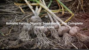 Basaltic Farms Organic Seed Garlic: The Complete Visual Guide