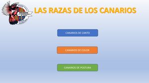 Razas De Canarios