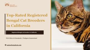 Top-Rated Registered Bengal cat breeders in California | TICA Ethics & Standards