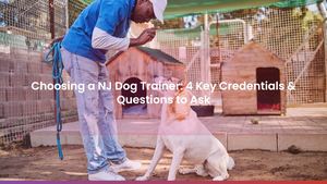 Choosing a NJ Dog Trainer: 4 Key Credentials & Questions to Ask