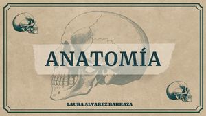 Anatomia