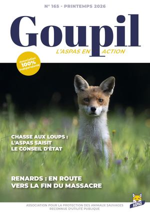 Goupil n° 165 - Printemps 2026 - extraits