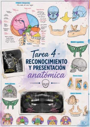 Calameo Anatomía