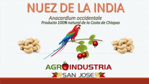 Nuez De La India / Agroindustria San Jose