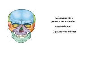 Preguntas Orientadoras Anatomia Tarea 4 (2)