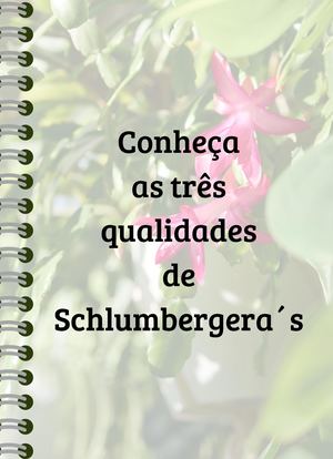 13° Efeito Livro Perfect 20260511 034007 0000