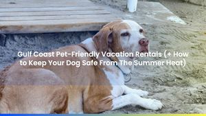 Gulf Coast Pet-Friendly Vacation Rentals (+ How to Keep Your Dog Safe From The Summer Heat)