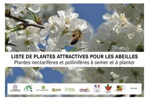Liste Des 200 Plantes Attractives Pour Les Pollinisateurs
