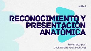 Anatomia 4