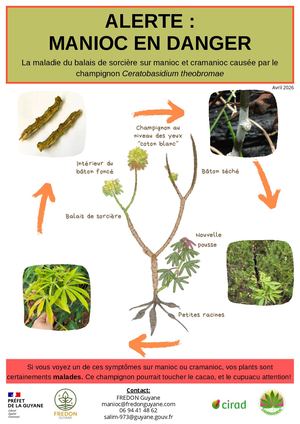 Fiche Alerte Manioc