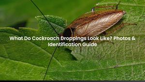 What Do Cockroach Droppings Look Like? Photos & Identification Guide