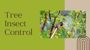 Tree Insect Control