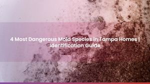 4 Most Dangerous Mold Species in Tampa Homes | Identification Guide