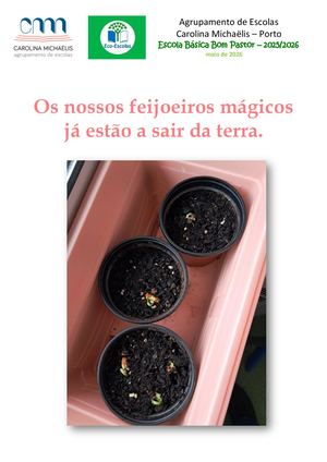 Os feijoeiros estão a crescer...