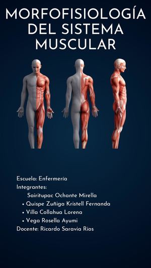 Portafolio Musculo