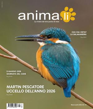 animali_141