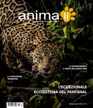 animali_142