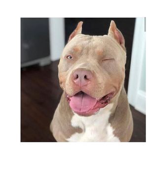 Pitbull