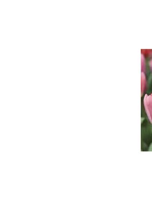 Tulipanes