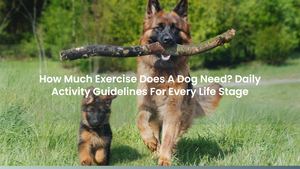 How Much Exercise Does A Dog Need? Daily Activity Guidelines For Every Life Stage