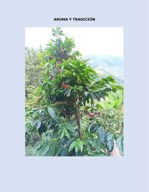 Aroma Y Tradición