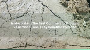 Is Mycorrhiza The Best Commercial Drought Resistance Tool? | Key Benefits Explained