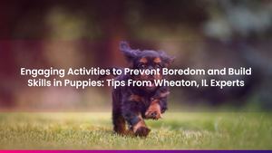 Engaging Activities to Prevent Boredom and Build Skills in Puppies: Tips From Wheaton, IL Experts