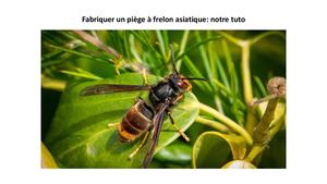 Tuto Piège à Frelon Asiatique