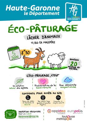 Lâché De Moutons Malepère