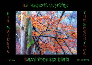 SA MAJESTÉ LE HÊTRE DANS TOUS SES ÉTATS  HIS MAJESTY THE BEEHOOD IN ALL ITS FORMSHêtres Cadres 2026 Web B