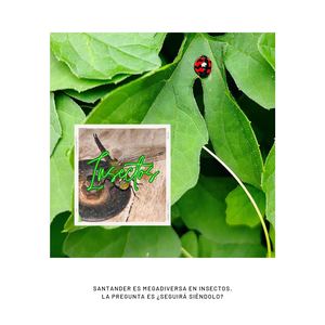 Insectos