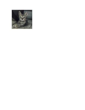 Doc2 Gatito Pdf