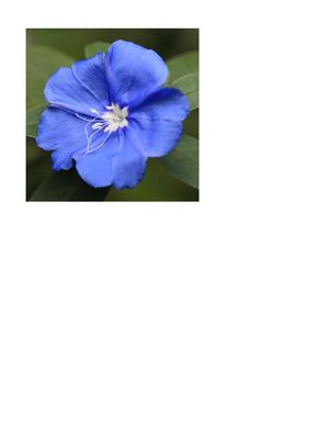 Flor123