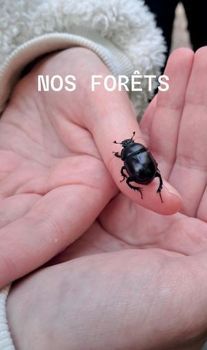 Nos forêts - Nature, azur, aventure, écriture