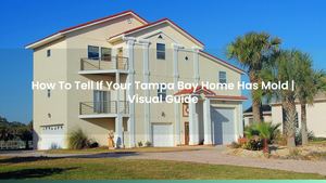 How To Tell If Your Tampa Bay Home Has Mold | Visual Guide