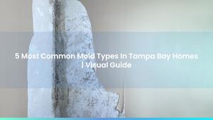 4 Most Common Mold Types In Tampa Bay Homes | Visual Guide