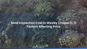 Mold Inspection Cost In Wesley Chapel FL: 5 Factors Affecting Price