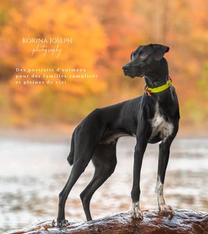 Inquiry Guide Korina Joseph Photography 2026