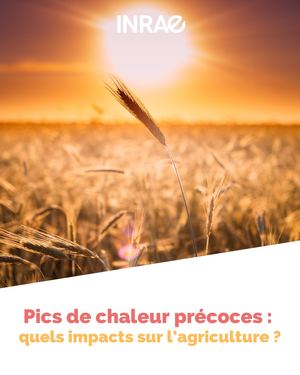 Inrae Pics De Chaleur Précoces Mai 2026