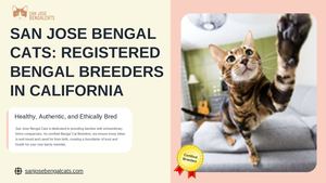 Registered Bengal Cat Breeders In California Compressed