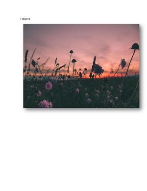 Flowers