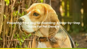 Preparing Your Dog for Boarding: A Step-by-Step Guide For Pet Owners