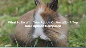What To Do With Your Rabbit When Going On Vacation? Top Care Options Compared