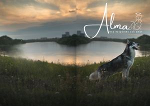Nuestro Servicio De Cremación Individual Brinda Una Despedida Respetuosa Y Personalizada Para Las Mascotas, Garantizando Un Proceso Seguro Con Entrega De Cenizas En Urna Y Acompañamiento Para Las