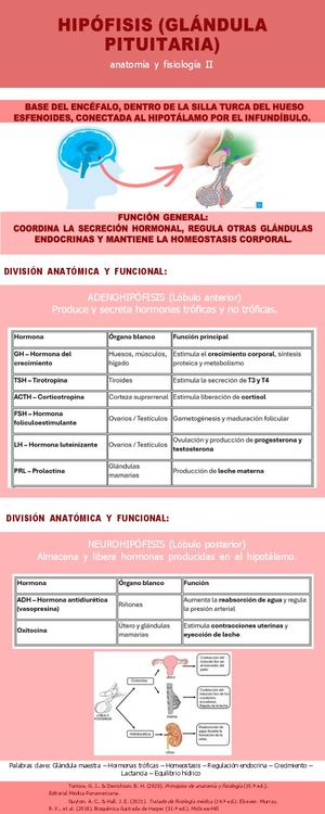 Infografía Hipófisis Corregido