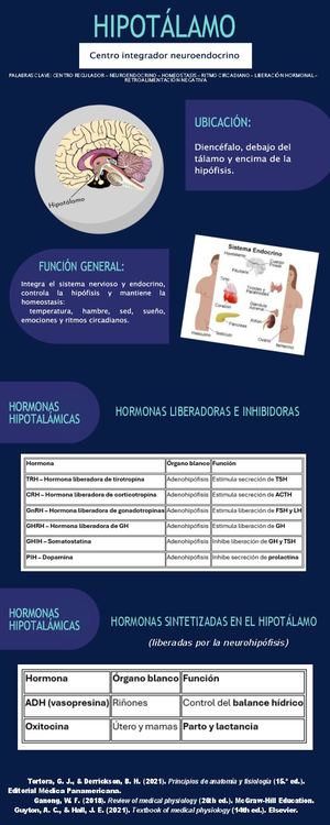 Infografía Hipotálamo Corregido